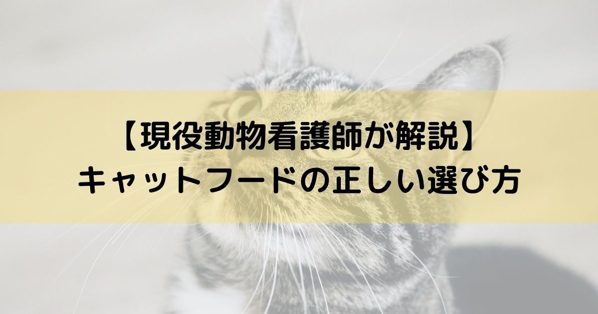 【現役動物看護師が解説】キャットフードの正しい選び方